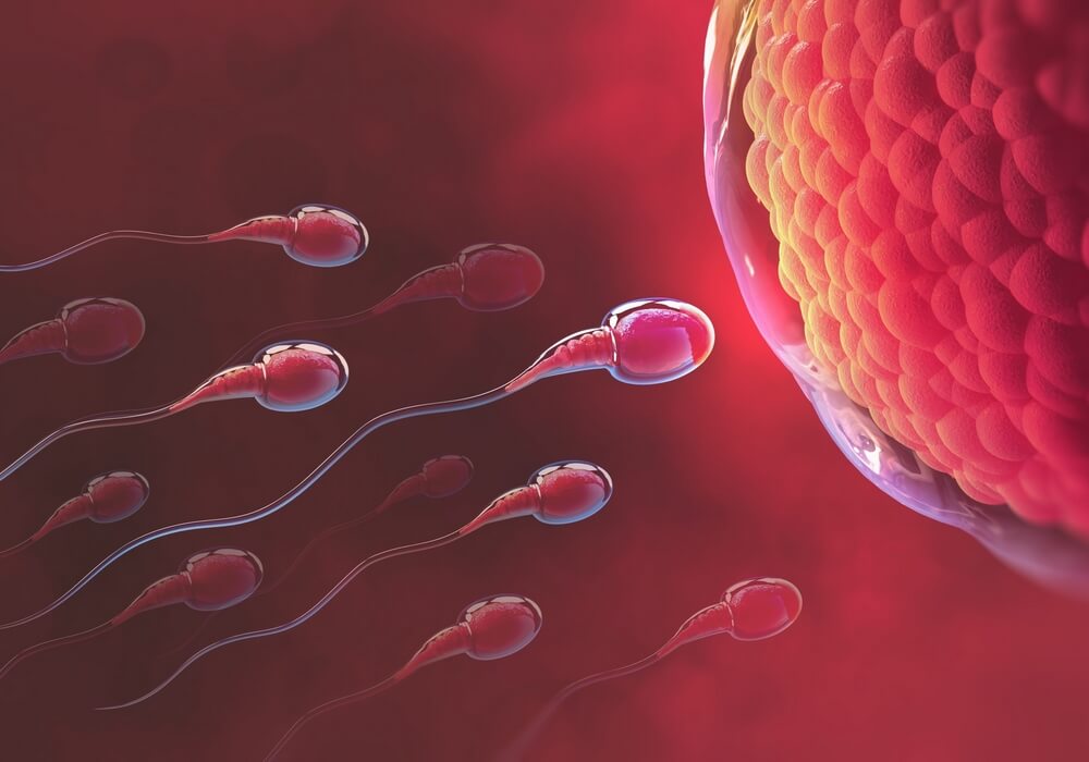 Sperm Üretiminde Testosteron
